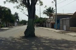 66fd82053cabd90784a66882 Guasangotreehoriz 66fd82053cabd90784a66882 Guasangotreehoriz