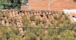 66fd8231acb26d2033123021 Greenroof 66fd8231acb26d2033123021 Greenroof