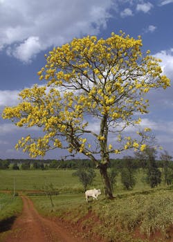 Ipe%cc%82 %28 Avare%cc%81%29 Refon 0 Ipe%cc%82 %28 Avare%cc%81%29 Refon 0