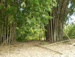 Tropical Timber Framing Lumber Hardwood Cabinets 13a Tropical Timber Framing Lumber Hardwood Cabinets 13a