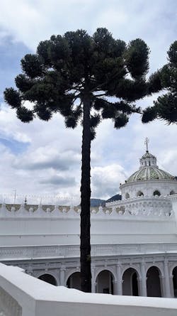 Tropical Timber Framing Lumber Hardwood Cabinets 15a Tropical Timber Framing Lumber Hardwood Cabinets 15a