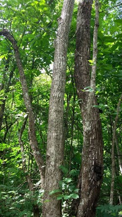Tropical Timber Framing Lumber Hardwood Cabinets 3a Tropical Timber Framing Lumber Hardwood Cabinets 3a