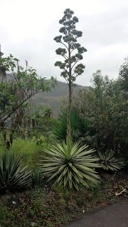 Tropical Timber Framing Lumber Hardwood Cabinets 8a Tropical Timber Framing Lumber Hardwood Cabinets 8a