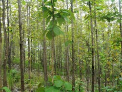 Tropical Timber Framing Lumber Hardwood Cabinets 5a Tropical Timber Framing Lumber Hardwood Cabinets 5a