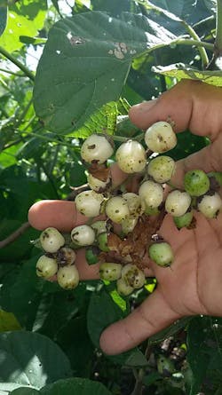 Tropical Timber Framing Lumber Hardwood Cabinets 6b Tropical Timber Framing Lumber Hardwood Cabinets 6b