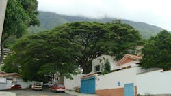 Sam%c3%a1n En Una Quinta De Caracas Sam%c3%a1n En Una Quinta De Caracas