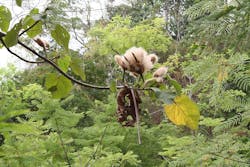 Ochroma Pyramidalis Ms 3425 900w Ochroma Pyramidalis Ms 3425 900w