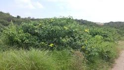 Tropical Timber Framing Lumber Hardwood Cabinets 6a Tropical Timber Framing Lumber Hardwood Cabinets 6a