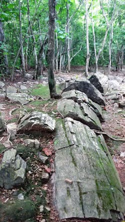 Tropical Timber Framing Lumber Hardwood Cabinets 15b 0 Tropical Timber Framing Lumber Hardwood Cabinets 15b 0