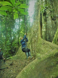 Tropical Timber Framing Lumber Hardwood Cabinets 1 Tropical Timber Framing Lumber Hardwood Cabinets 1