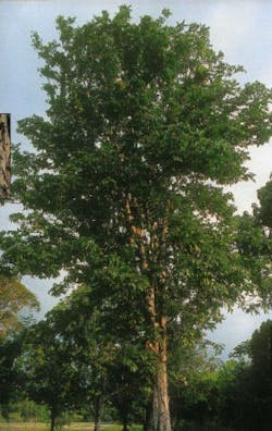 Pic 4%20of%20 Figueroa%20tree Pic 4%20of%20 Figueroa%20tree