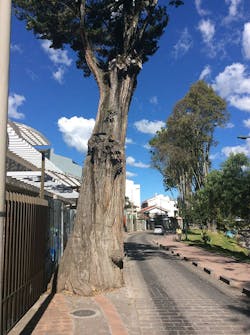 Sidewalk Tree Sidewalk Tree